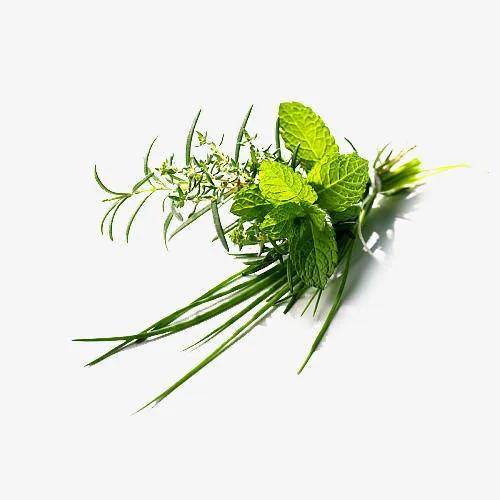 老君师:香草使用,香草净化,正心正念,正气长存!