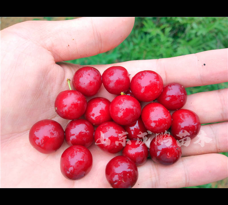 钙果树苗新品种黑珍珠钙果