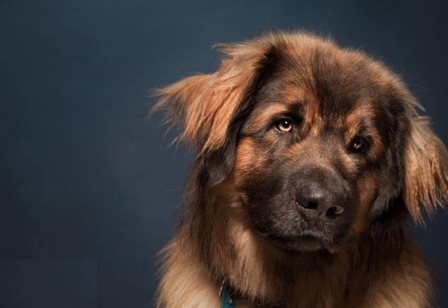 兰波格犬,脚趾间有像鸭子一样的蹼,使它成为杰出的水难救生犬!