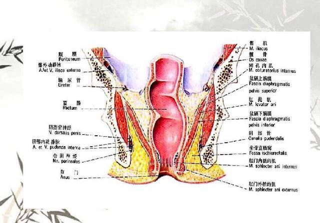 人类肛门解剖图图片