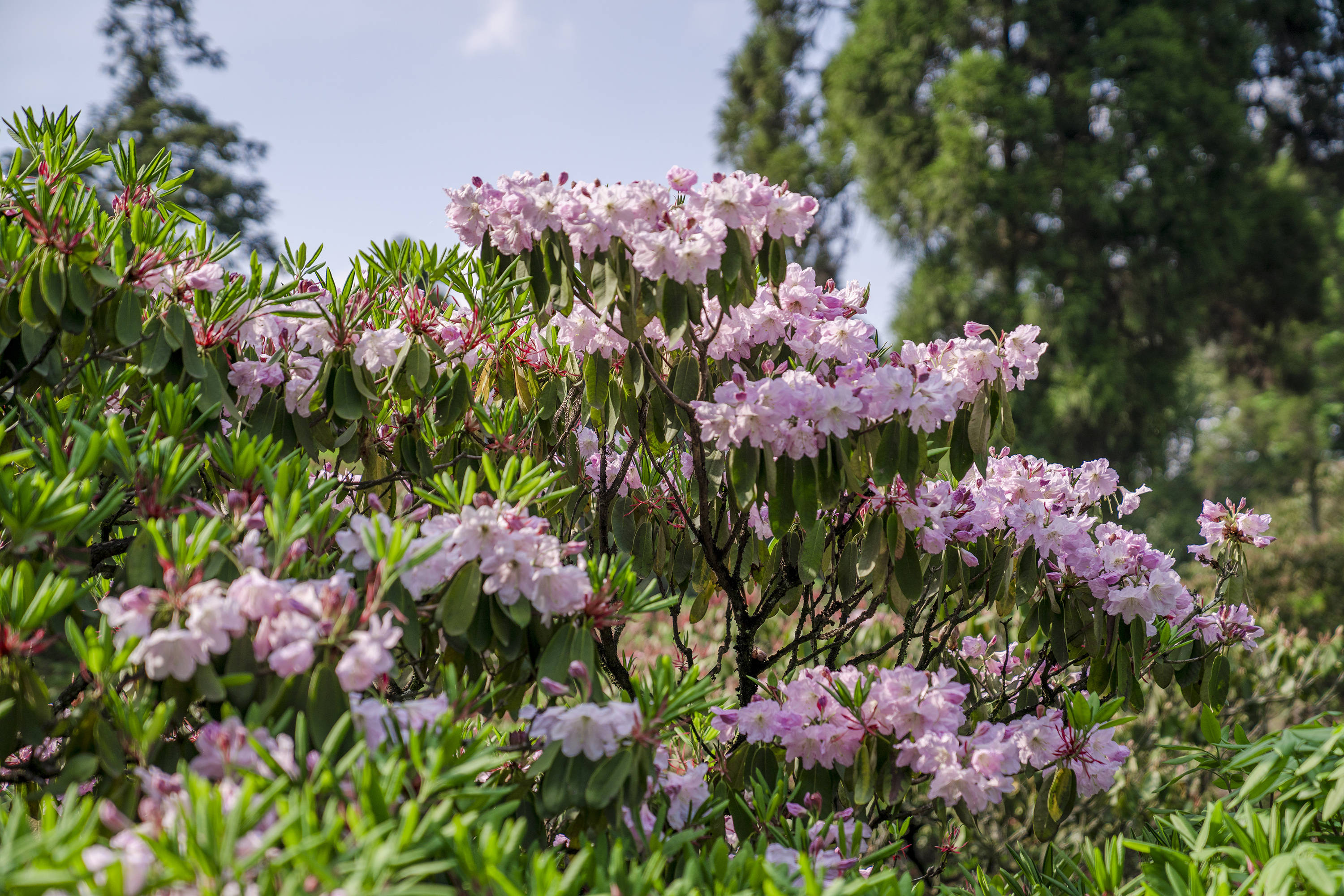 长在树上的杜鹃花浙江小城独有每年五月开花吸引大量游客前往