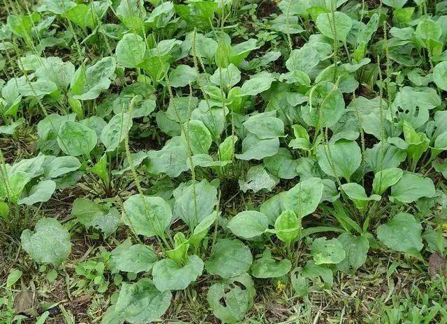 农村人叫它猪耳草能清热下火但除此它还有很多妙用