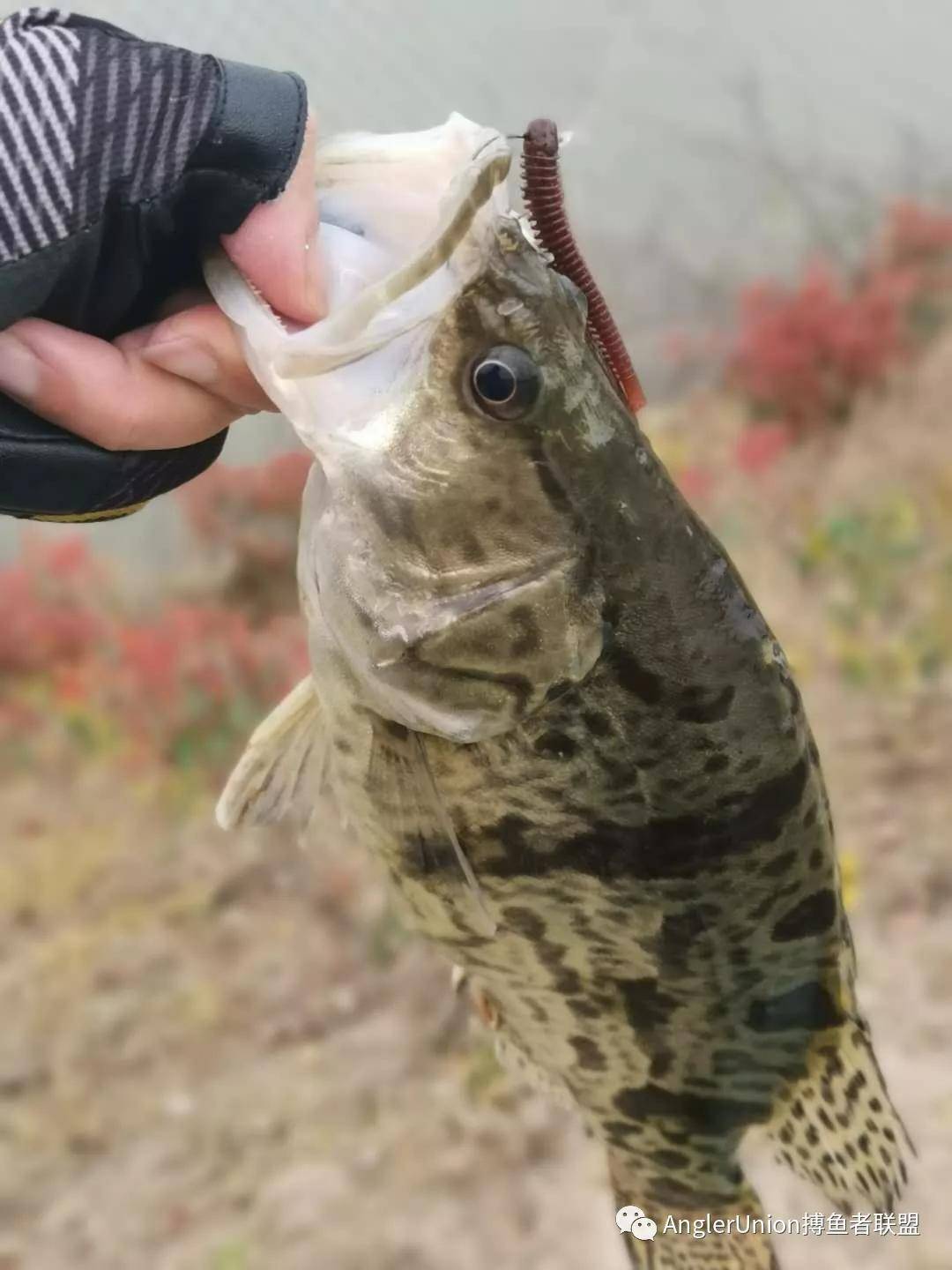 倒钓精通第三章不同类型的前导线适合不同类型的倒钓结
