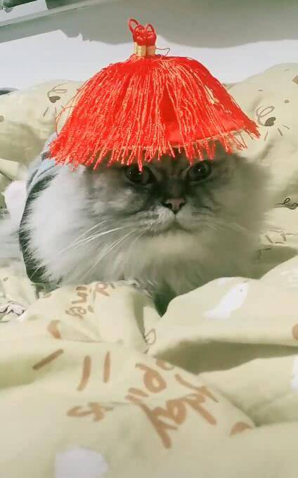 原创小猫带上一顶乌纱帽,抬头一瞧变鳌拜,网友:萌萌版的官