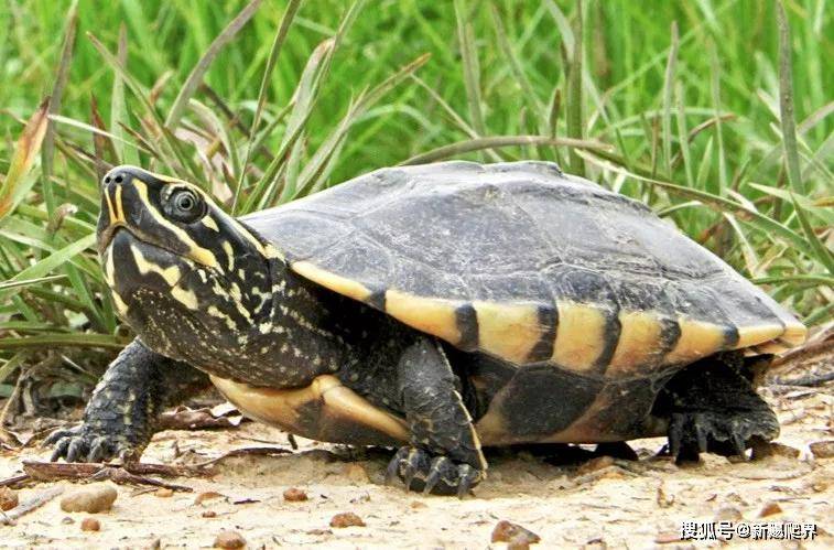 马来食螺龟的背甲呈棕色,每块盾甲较近尾部的边缘会有黑斑,而四周的小