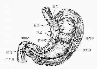 如果把宝宝的胃比作一个小袋子,袋子的口的松紧——贲门括约肌发育