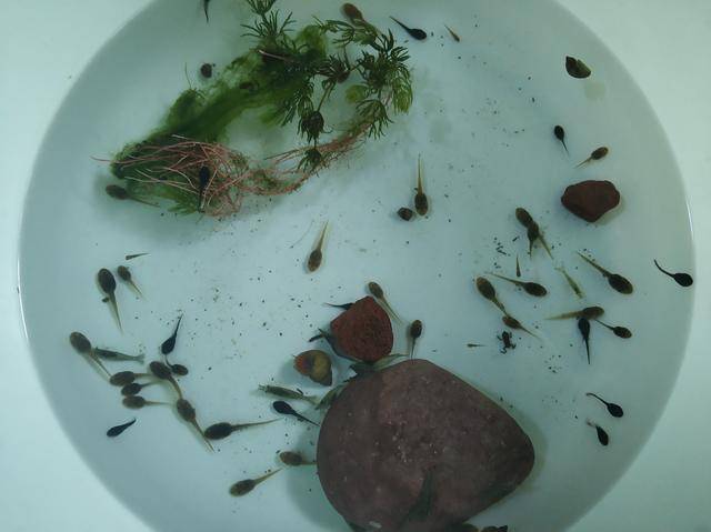 捞上一些小鱼,小蝌蚪,碧绿的水草也可以饲养,河水清澈见底.