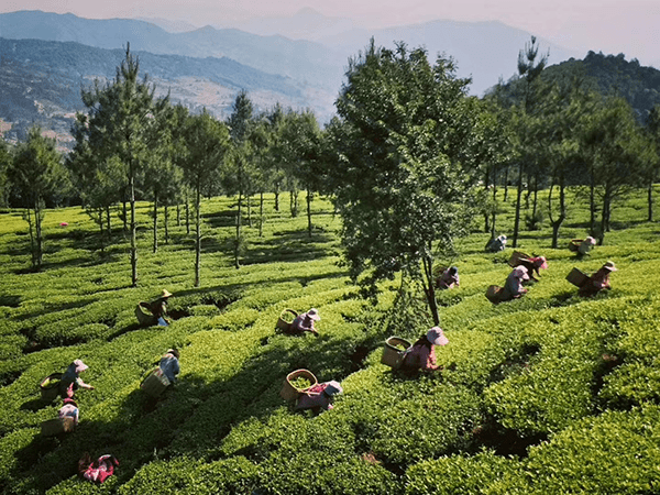 这里风景别样美——记云南省旅游扶贫示范村双柏县法脿镇李方村