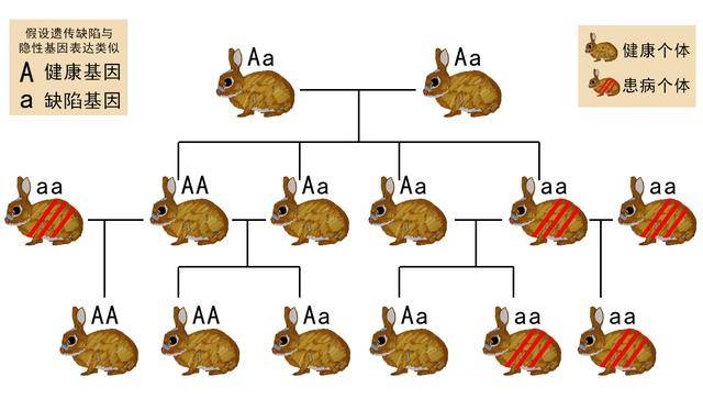 正是兔子超强的繁殖能力,使得它们不会因为近亲繁殖而产生遗传瓶颈