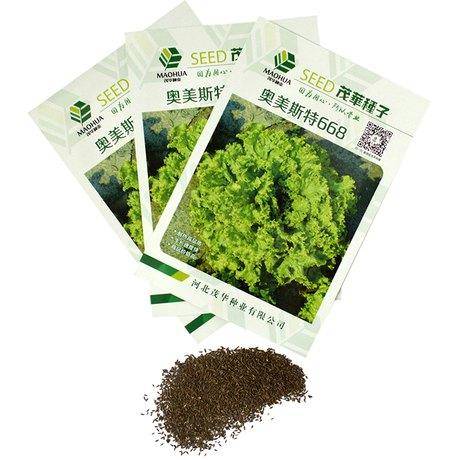 奥美斯特668生菜种子耐热高产生菜种子