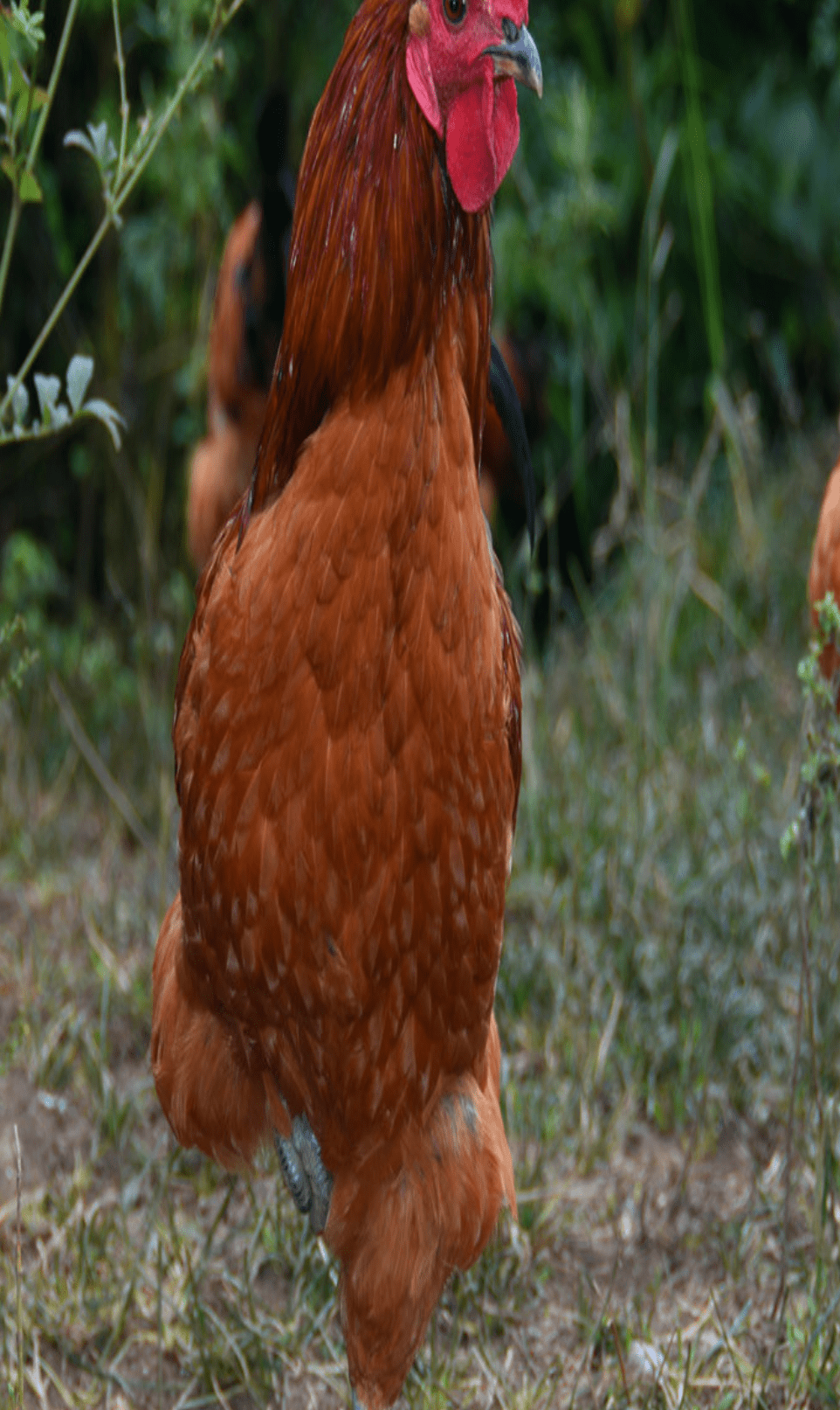 乌蒙乌骨鸡和威宁鸡具有抗寒,耐粗饲,肉质鲜美,营养丰富,蛋大壳厚