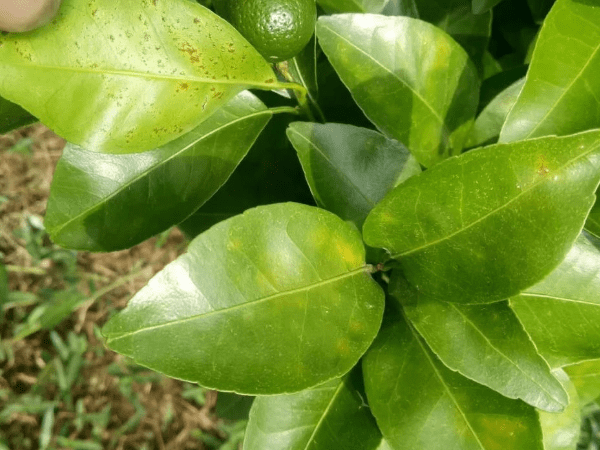 柑橘脂點黃斑病用什麼藥最好