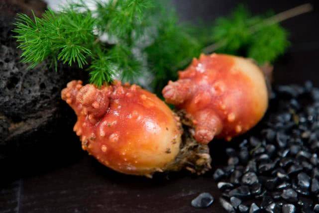 原创海鞘刺身好吃吗?一种越发育越退步的生物,就连自己的脑子也吃掉