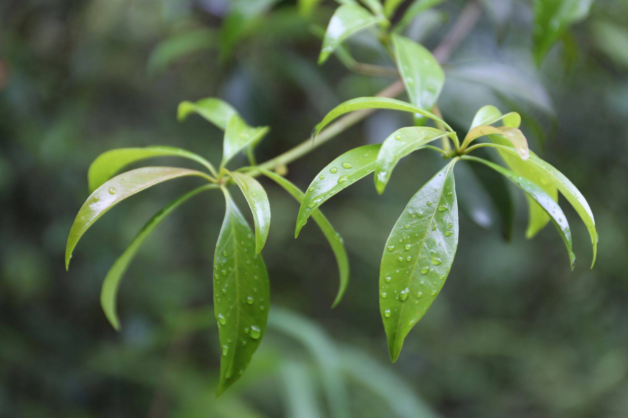 庆元植物1156山茶科厚皮香属亮叶厚皮香