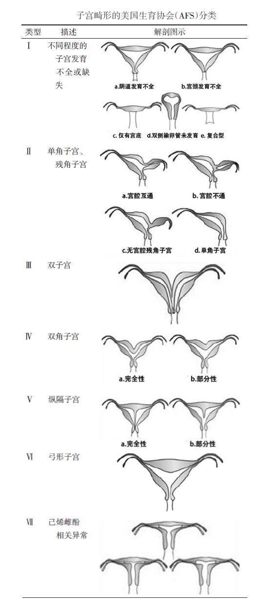 拥有双子宫的女人可以怀孕吗？会影响正常生活吗？_胎儿