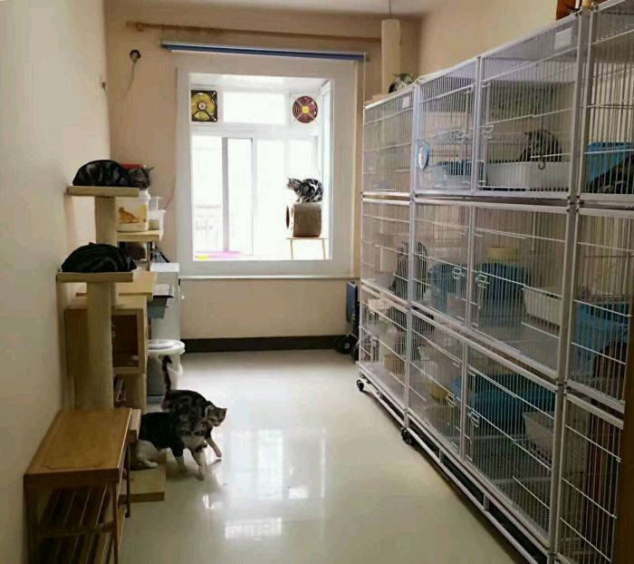 想买一只猫却被宠物店猫舍猫贩子代理和后院猫搞混乱了