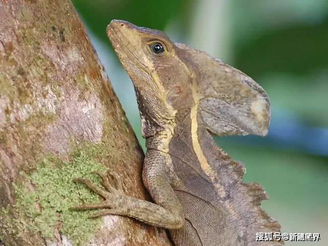 适合造景饲养的大神物