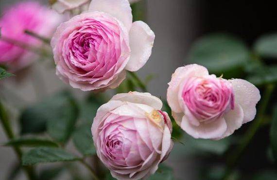 维萨里是丹麦培养的一款丰花月季种类,公布于2013年,小笼包状花型图案