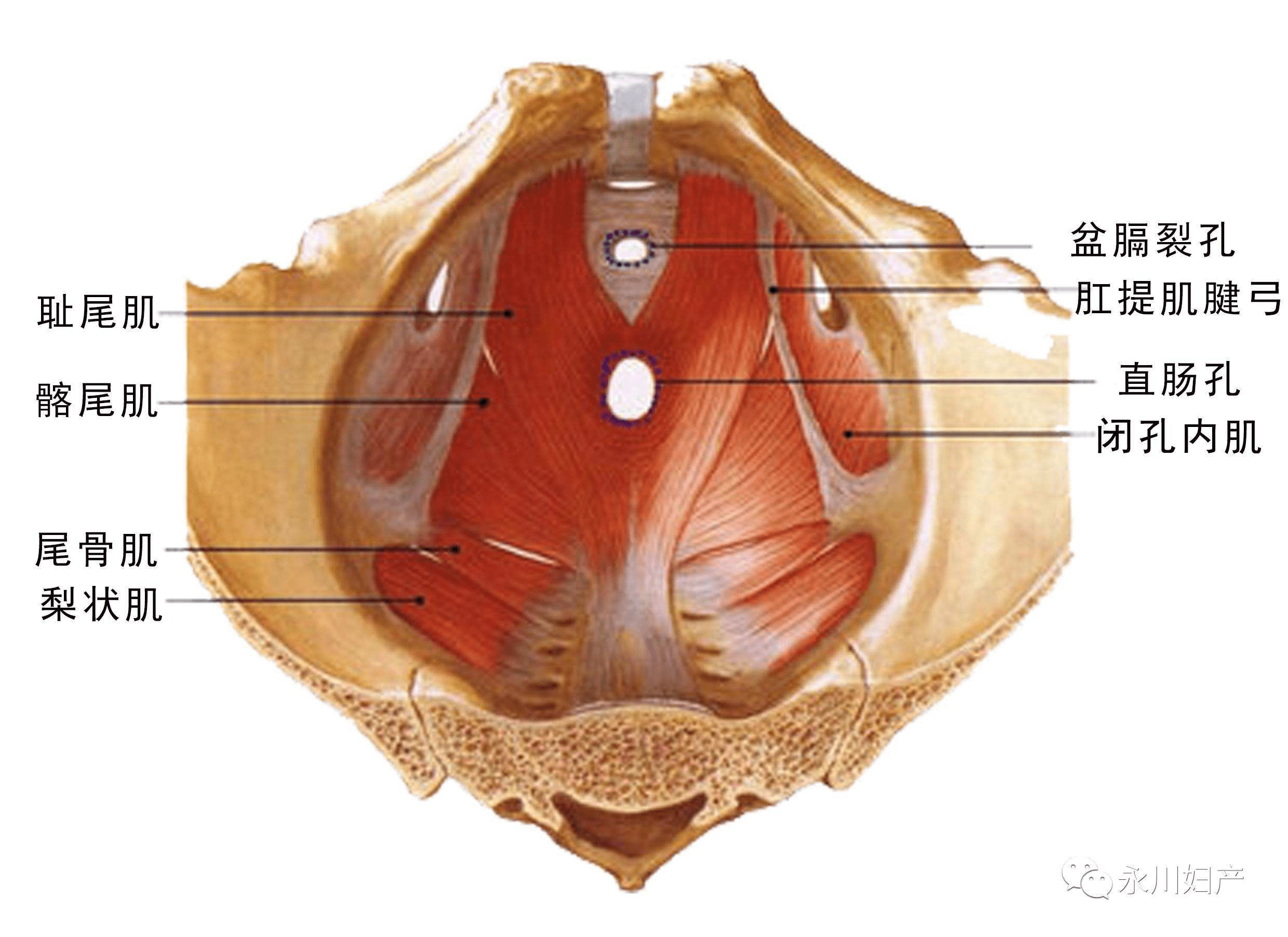 影响女人性福的关键因素就是它,因为女性的性反应主要看肛提肌和会阴