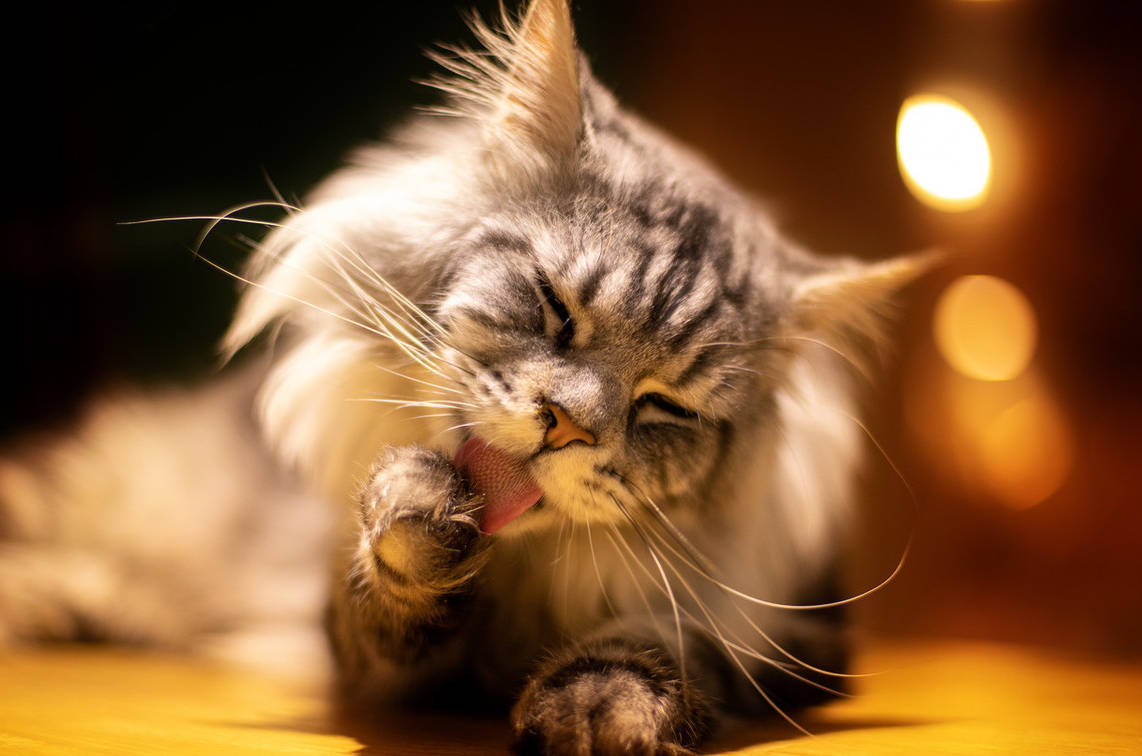 猫很爱干净,有个词叫"猫洗脸",猫只要有空,就会下意识地给自己洗洗脸