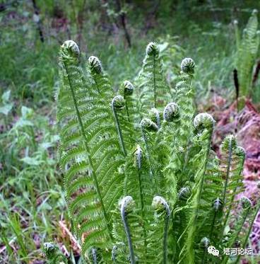 收藏了兴安岭上最全的野生植物图解