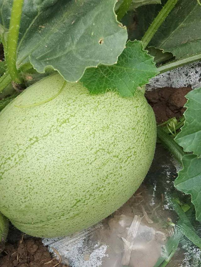 湖北枝江:农民的甜瓜甜了,地摘价1元左右,70%走线上