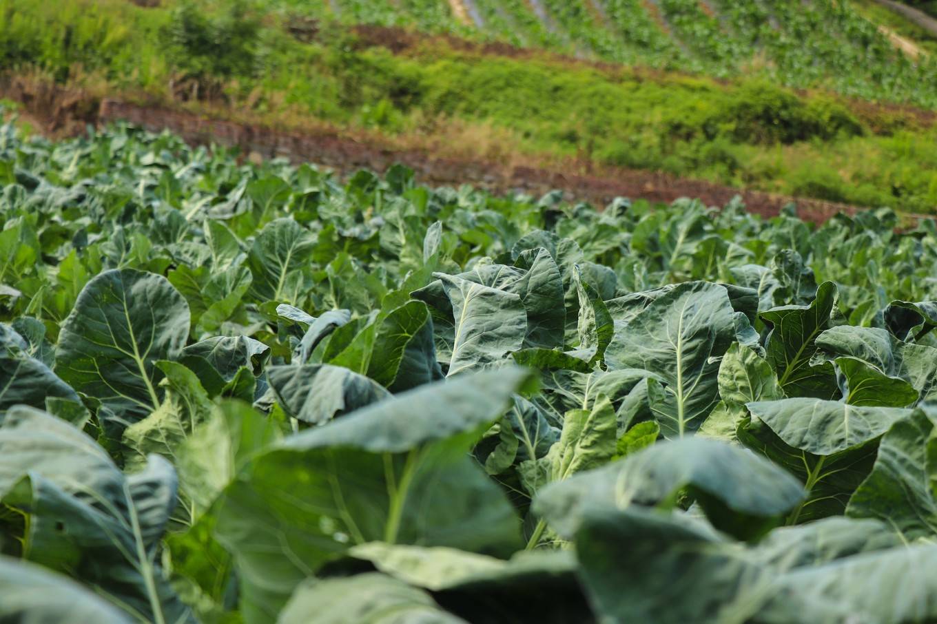 沐丰园生态农场菜地