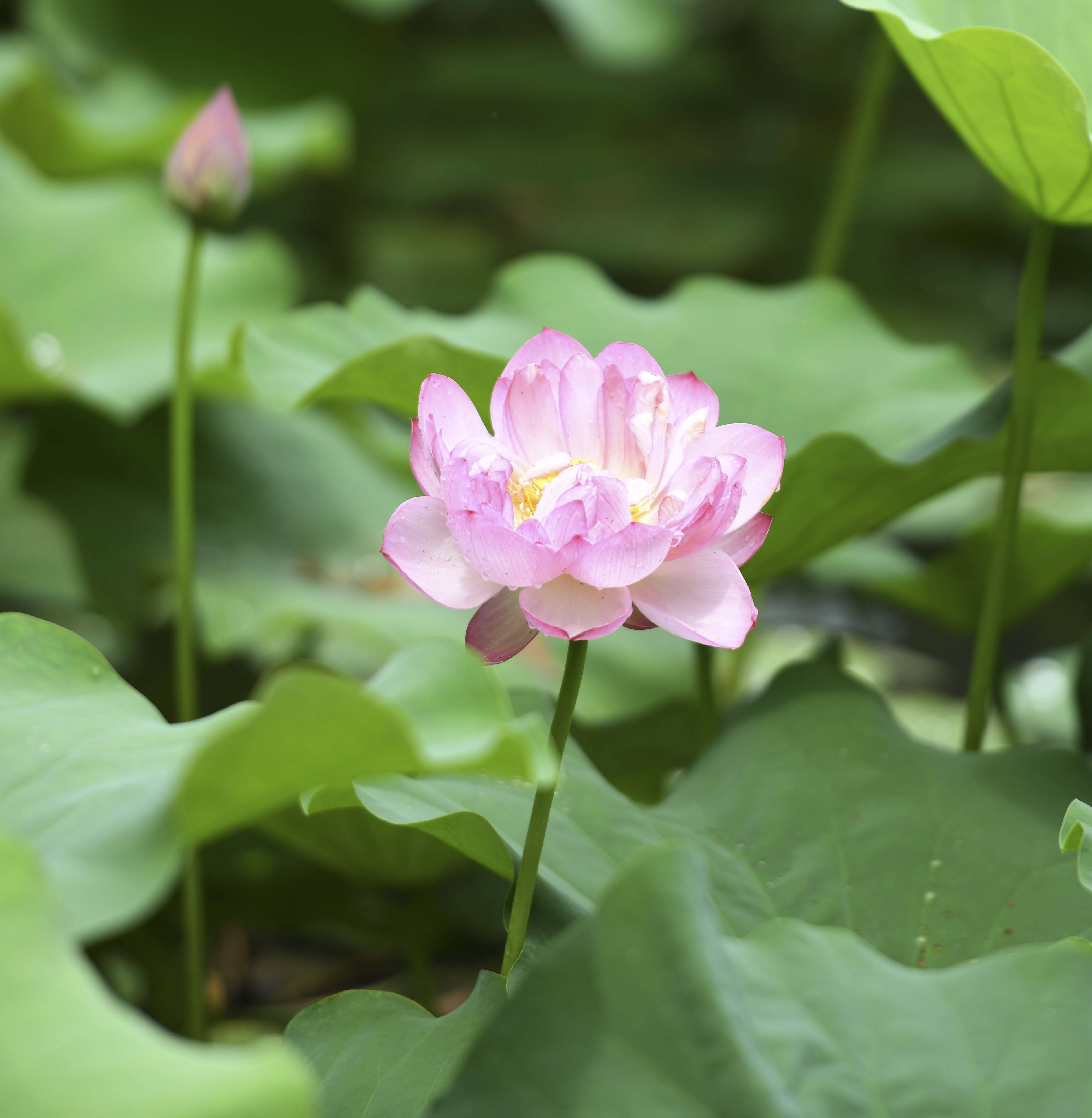 小满,合肥包公园荷花,鲜艳夺目,美极了