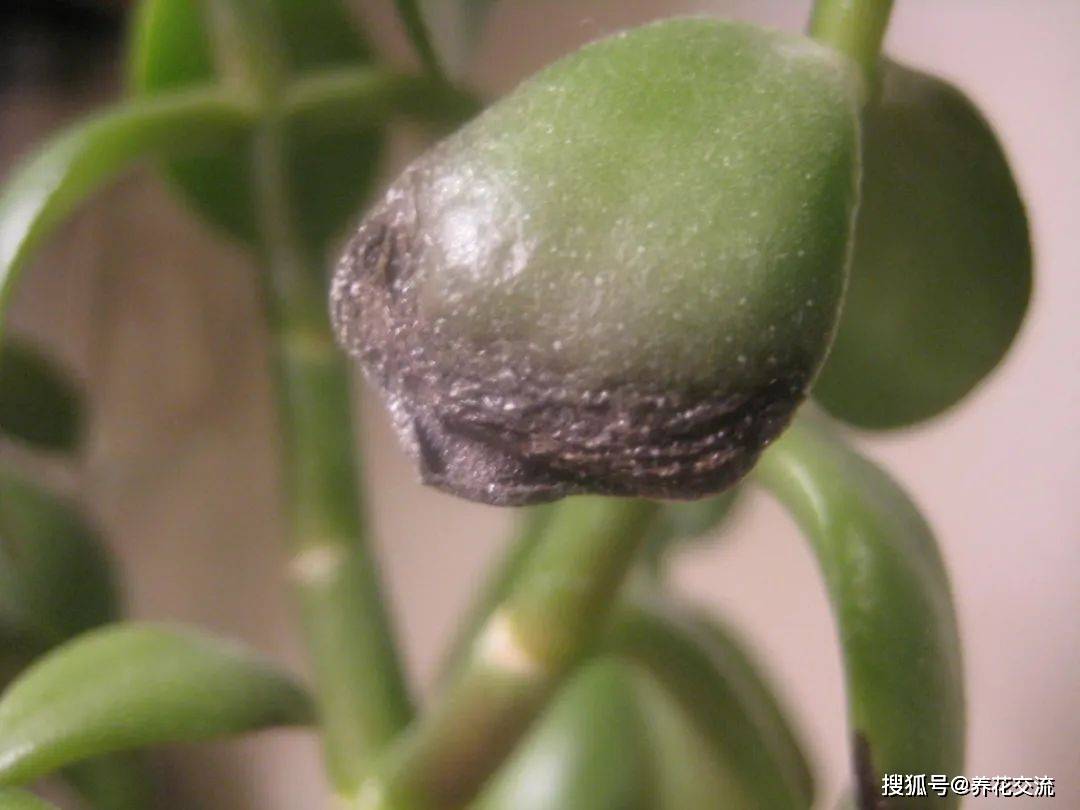 都说玉树叶子脸皮厚这9个原因就导致叶子变褐色看我怎么处理