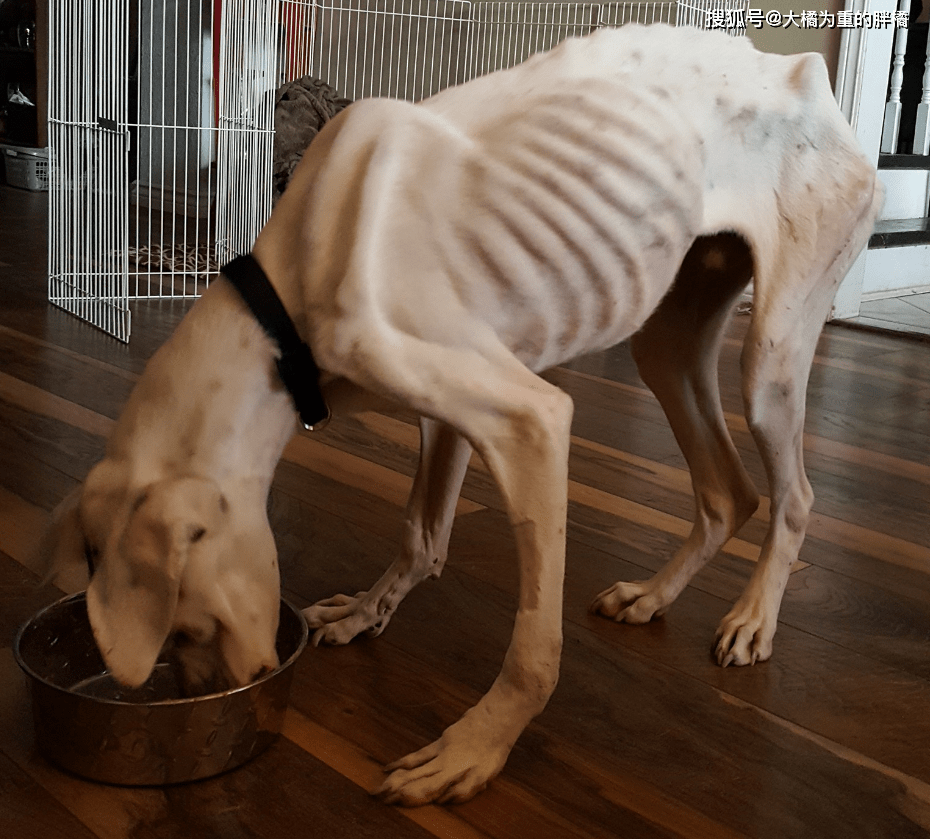 原创骨瘦如柴的狗狗在等死却被夫妇意外瞥到3年后变化太大了