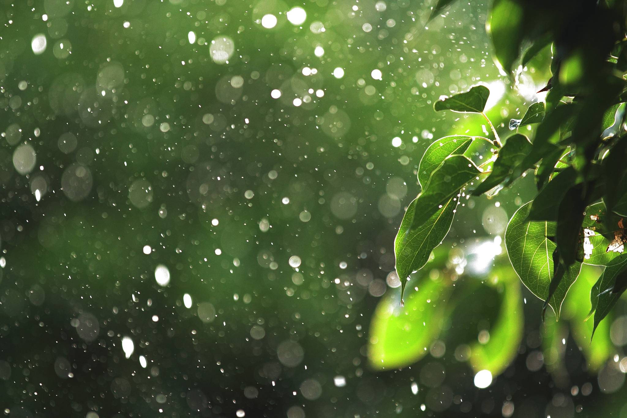 贵州梅雨图片