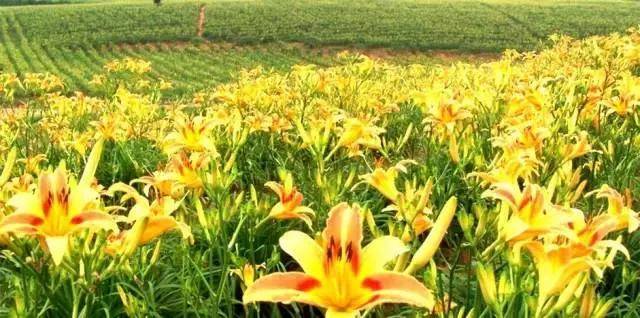 大同云州区坊城新村黄花产业园开工