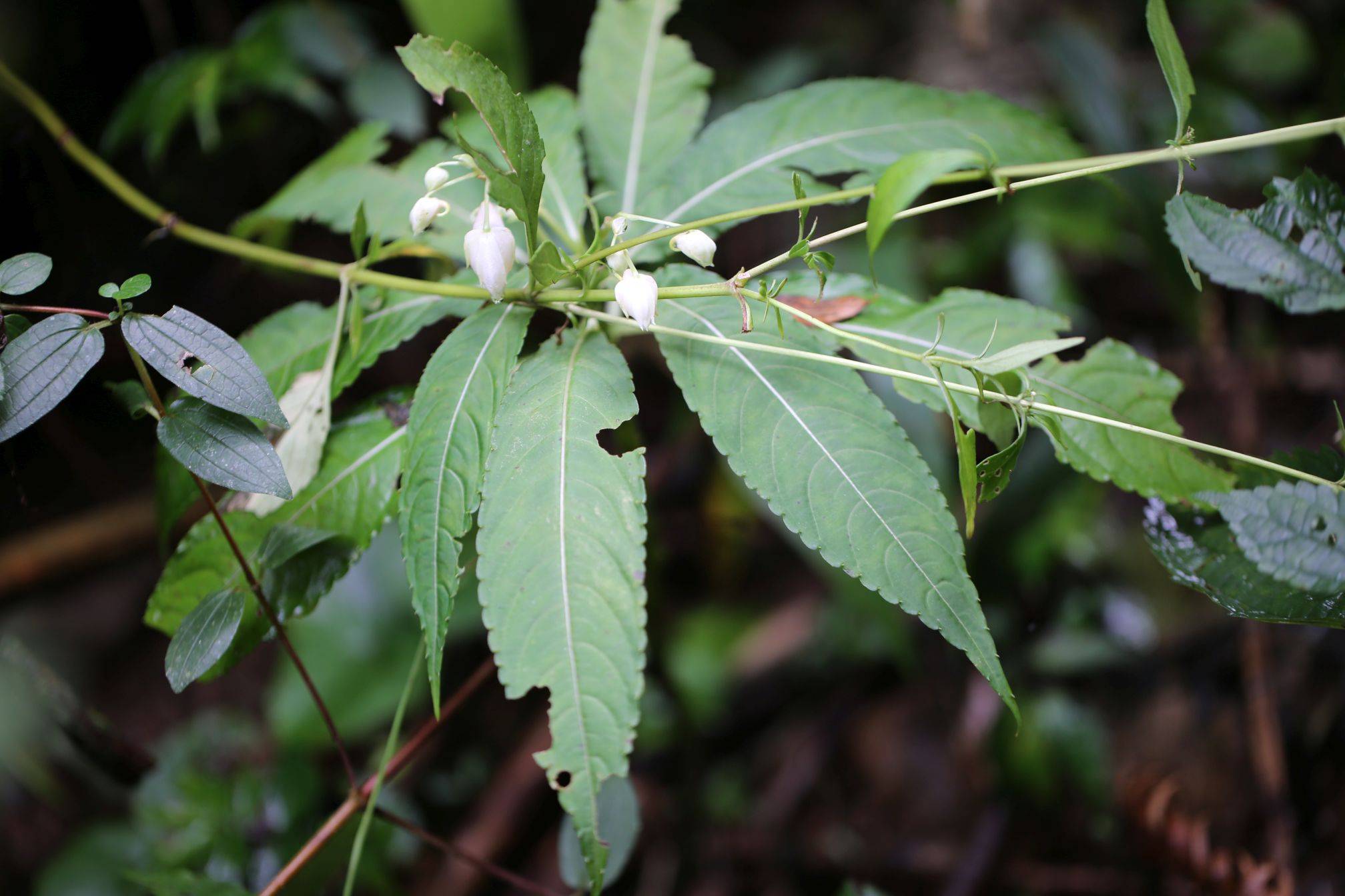 庆元植物1160-凤仙花科-凤仙花属-管茎凤仙花