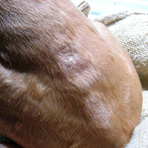 为什么金毛脸上有癣疙瘩_狗狗