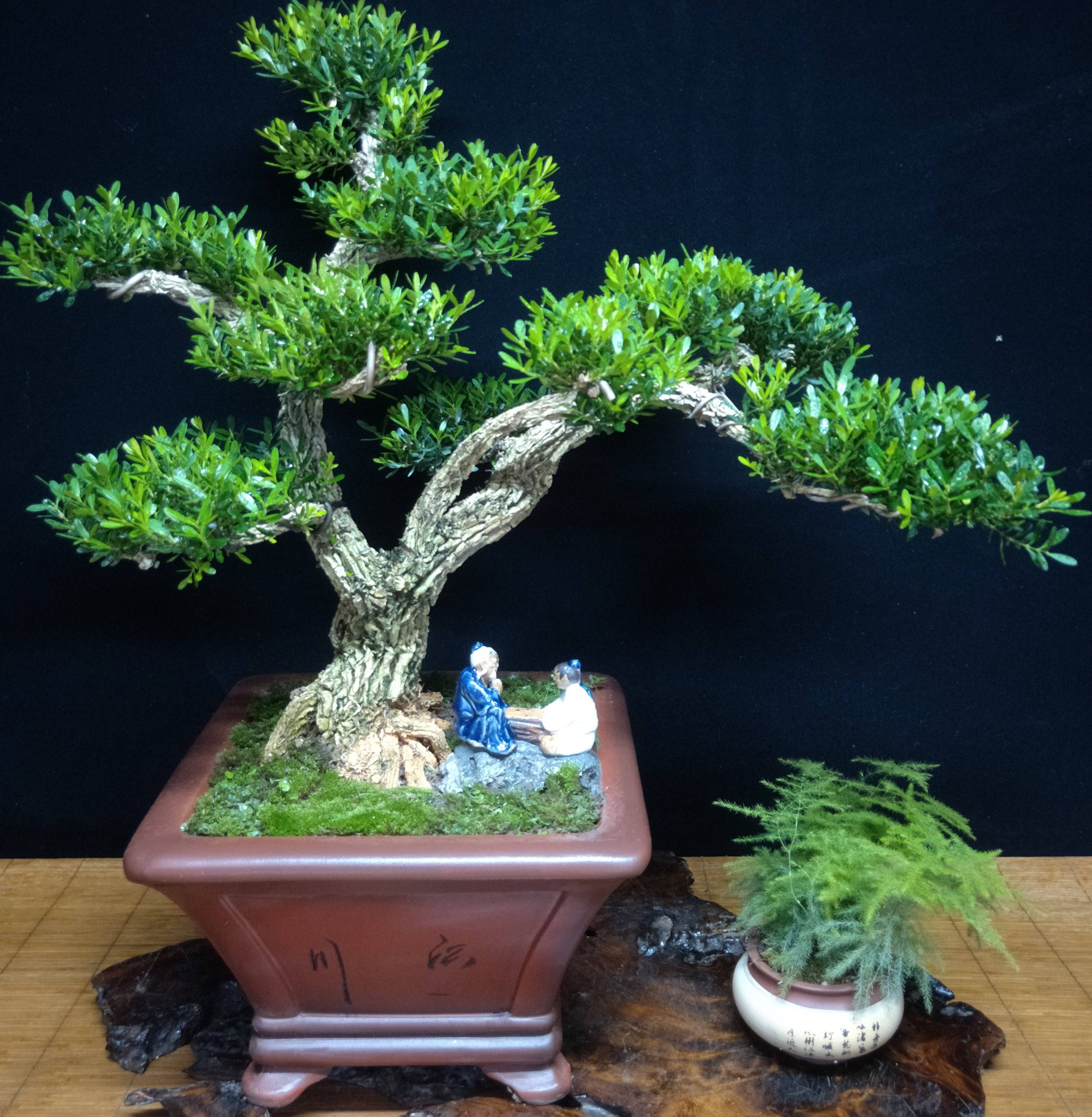 黄杨石景,中大型盆景可以室内养护