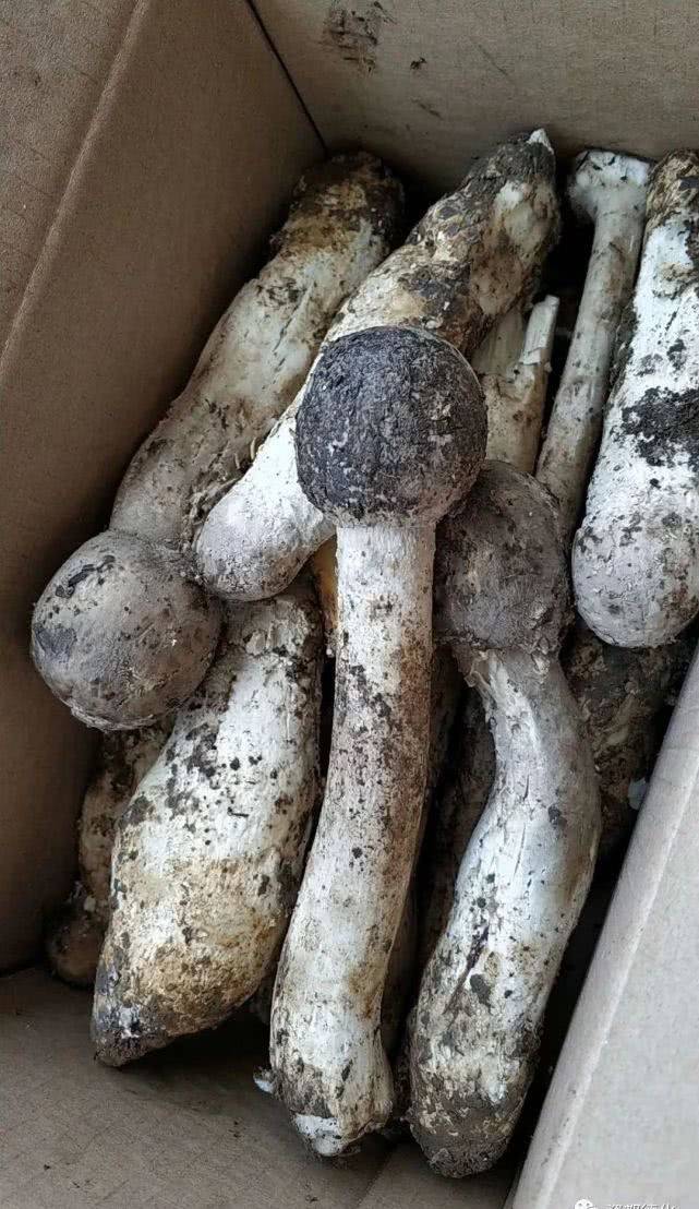 德化麻丝菇出啦!你也早早地背着小竹篓上山寻宝吧