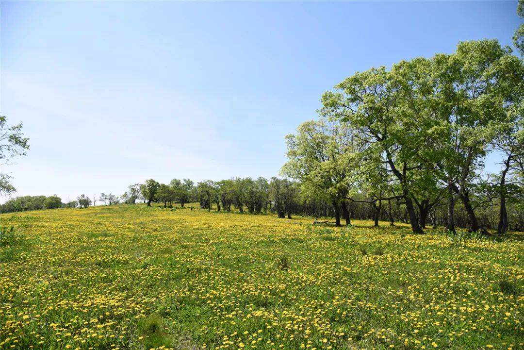 长白山森工集团——最美高山天然蒲公英花园鲜花怒放