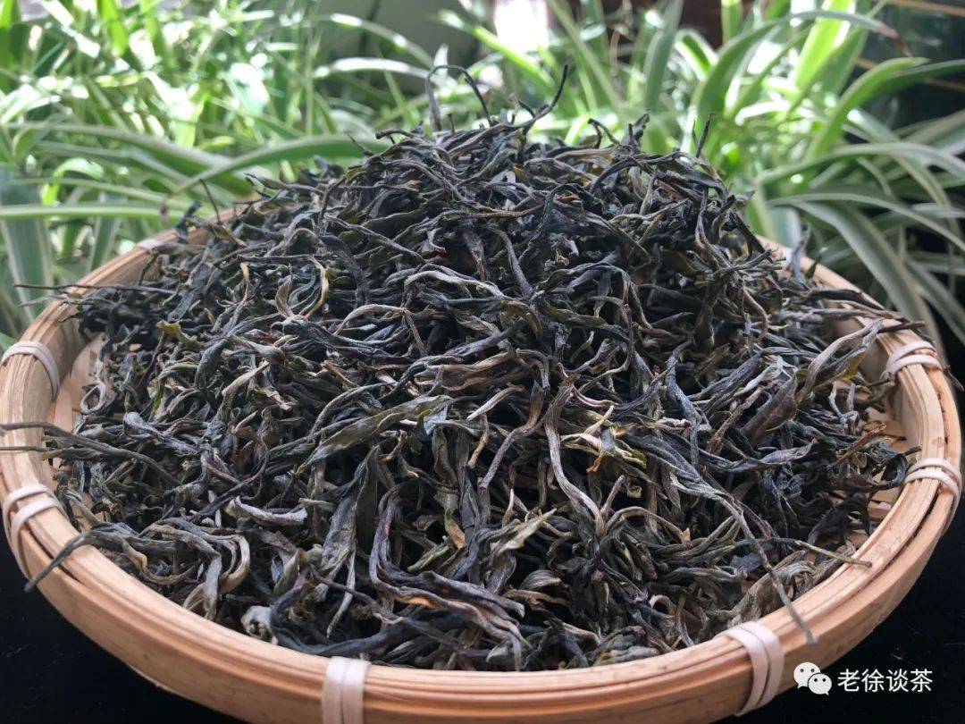 老徐鉴茶第337期2020邦马大雪山古树头春茶品鉴报告