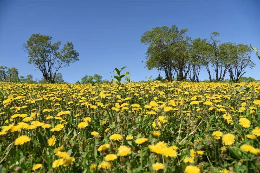 长白山森工集团——最美高山天然蒲公英花园鲜花怒放