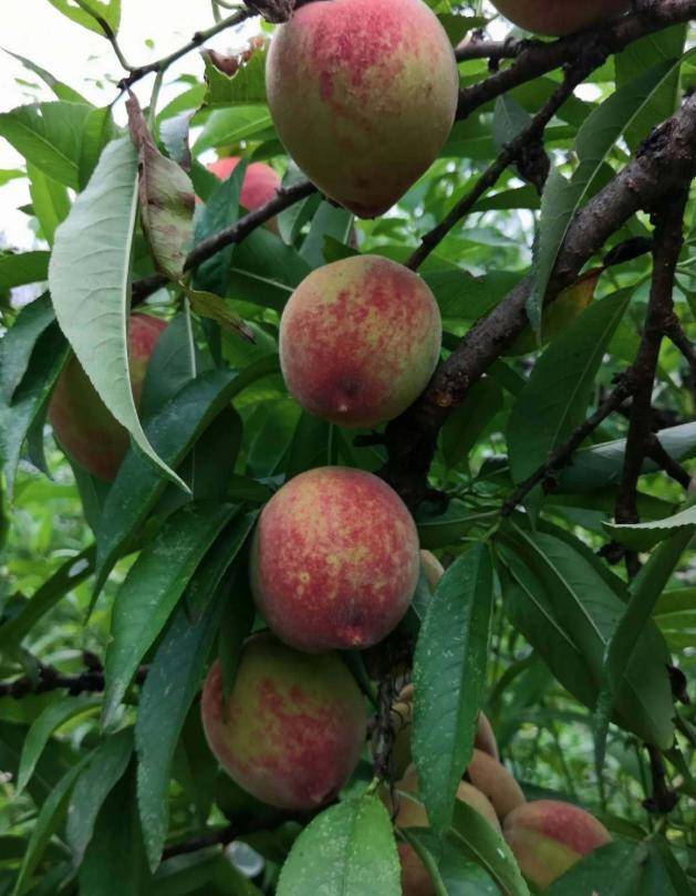 乖乖咙嘀咚快来尝鲜捺山地质公园桃子熟了