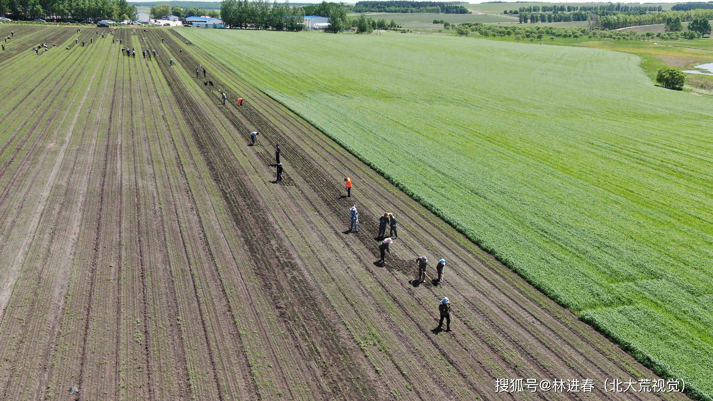 黑龍江省榮軍農場:農業種植三減,餐桌更加安全