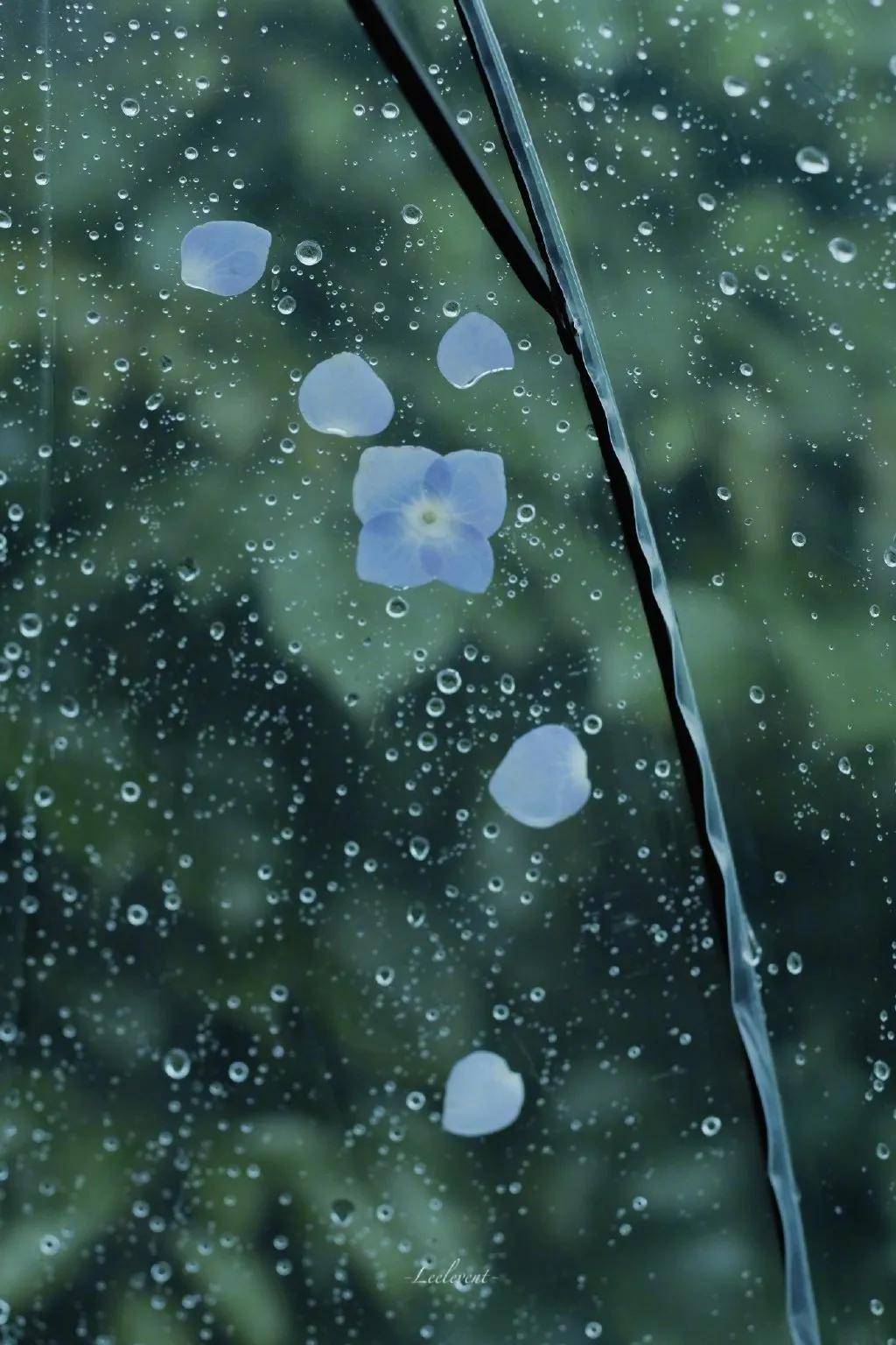 梅子黄时雨