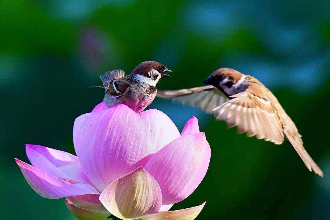 都感觉风景美如画 张张都可以做屏保 万绿丛中数点红 这里的荷花正在