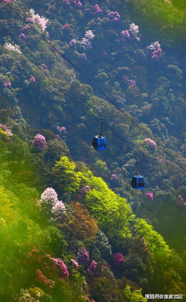 重慶南川金佛山,春天裡不得不去的地方