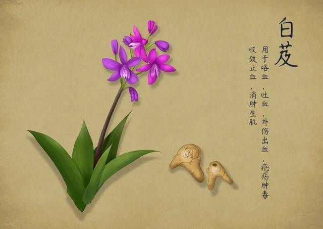 《本草纲目》故事:血家圣药白芨