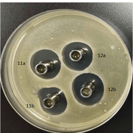 肽素生物植物乳酸菌(副干酪乳杆菌)培养物抑菌实验报告