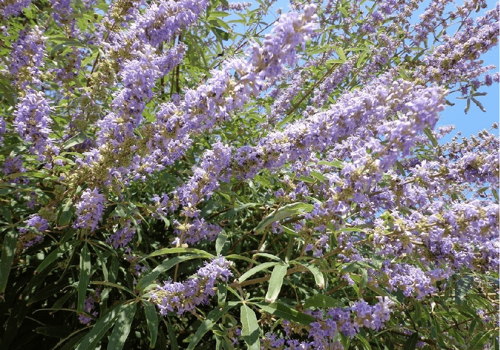 南陽荊紫關由來:牡荊花的荊花籽掉落,荊籽花為紫色,改為荊紫關