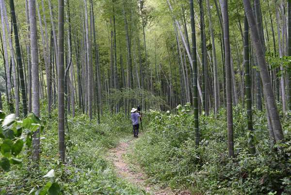 婺源赋春车田十里竹廊催热乡村游 带动村民致富