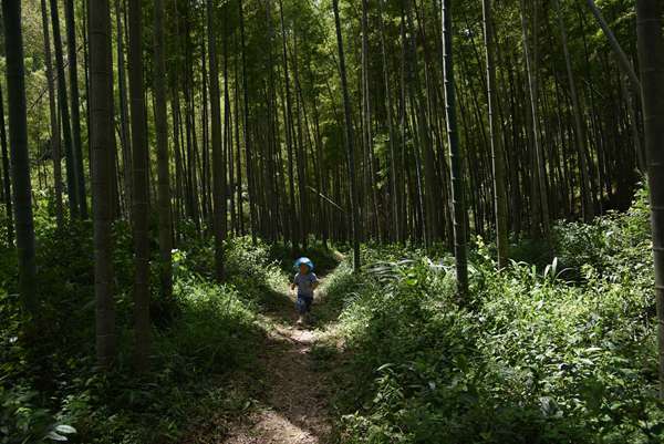 婺源赋春车田十里竹廊催热乡村游 带动村民致富