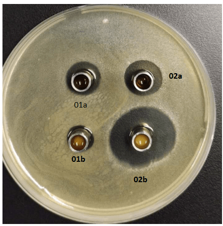 153602 抑菌培养皿照片注:01a,24h发酵液离心上清液的抑菌圈,01b,24h